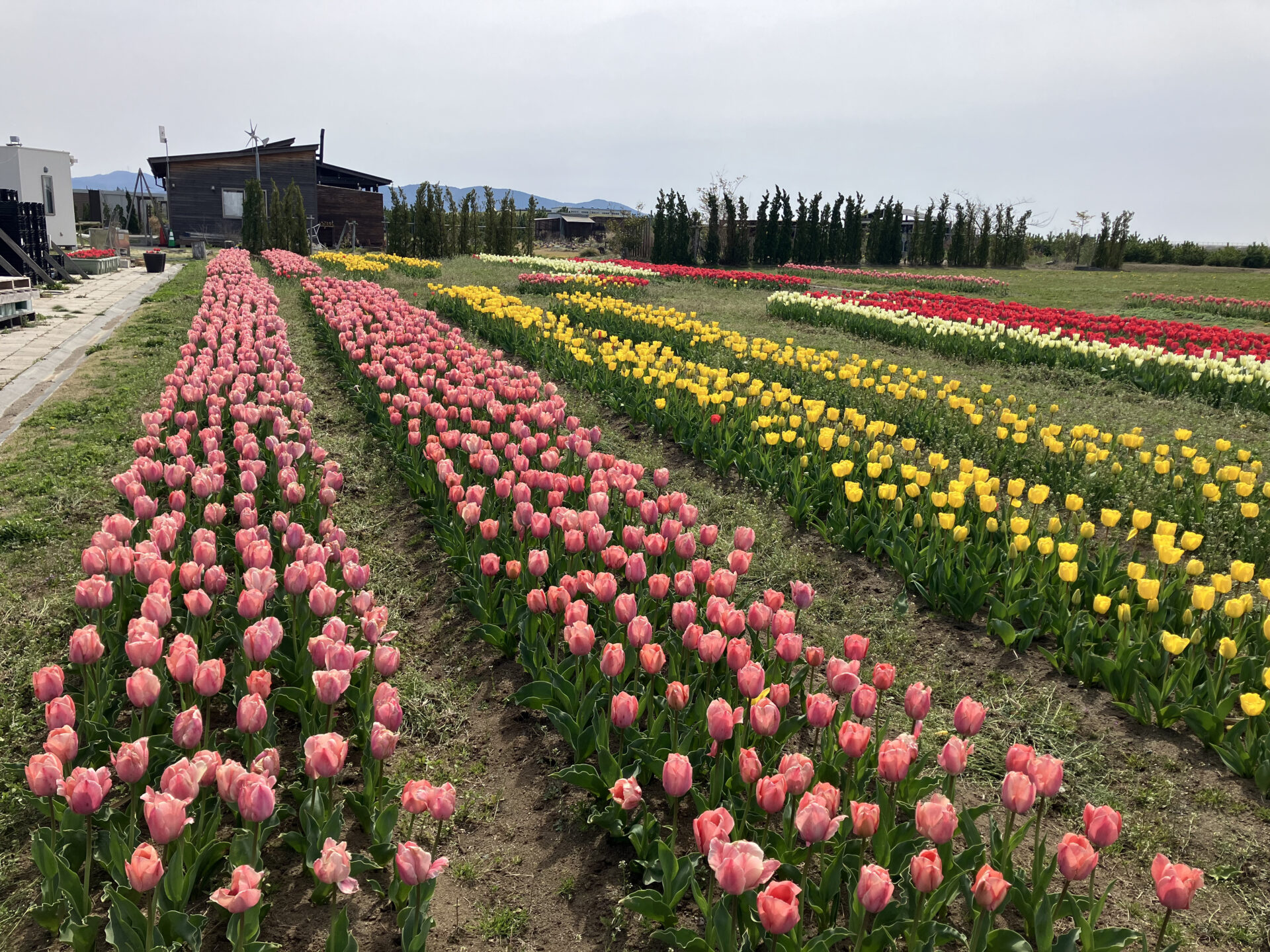 チューリップ・水仙開花状況 | 石巻南浜津波復興祈念公園